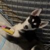 Puppy Siberian husky