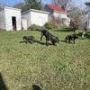 BRAZILIAN MASTIFF PUPPIES Fila Brasileiro x presa Canario