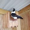 Italian Modena Pigeon Male