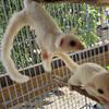 Sugar gliders