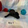 Maltipoo pups posted on 11/03/25