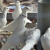 homing pigeons
