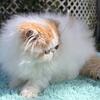 Show quality Persian kittens in Lakeland Florida 