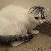 Beautiful Scottish fold folded ears girl for sale. The D.O.B. is June, 22nd
