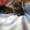 CFA Black Male Persian Kitten