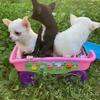 AKC registered Chihuahua Puppy Female, mostly white, Longtime Breeder SOLD