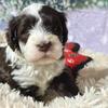 AKC Registered Portuguese Water Dog Puppies!