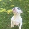 American Bully Female
