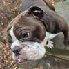 Retired English Bulldog 