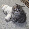 Gorgeous Persian Kittens 