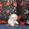 Lily Darling Female Poochon Puppy 