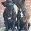 Rehoming 2 presa canario males 