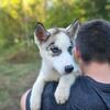 AKC registered Siberian Husky puppies 