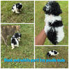 Black and white parti toy poodle boy 