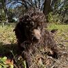 miniature poodle puppies