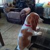 8 month old basset hound