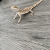 Rehoming Bearded Dragon 