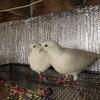 White King Pigeons  For Sale