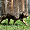 XL American Bully Stud Service ABKC