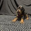 Doberman Pinscher Puppies (X-Men)