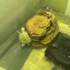 Two Snow Redear turtles