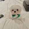 Beautiful Teacup Female Maltese For Sell