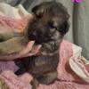 German Shepherd puppies