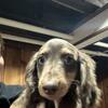 Dachshunds available..various colors/genders 