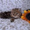 Adorable Ragamuffin Kittens - TICA Registered