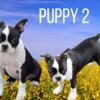 Boston Terrier Puppies