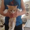 Female  orange tabby