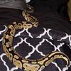 Ball python 