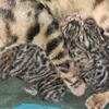Bengal kittens 
