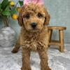 F1b MINI GOLDENDOODLE PUPPIES