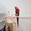 Scarlet macaw tame female baby 