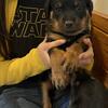 Rottweiler Puppies 