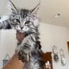 Maine Coon kitten MALE