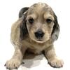 AKC miniature dachshund puppies - RTG 05/16/25