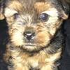 Yorkshire Terrier Puppy 