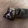 Female Bully Need Home ASAP