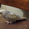 4 Hand-Tamed Special Needs Baby Budgies Looking for Loving Homes