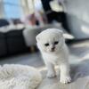 Tica Registered Male Scottish Fold Kitten -- 2600.00