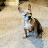 Frenchie 5 months old