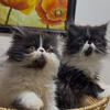 CFA REGISTERED PERSIAN KITTEN KITENS