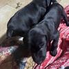AKC German Shorthair Pointer puppies for sale