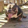Bully male open for stud 936-661-4545