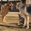 Beautiful AKC Pure bred German Shepherd pups 9wks