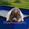Purebred Holland Lop baby bunny rabbit 