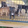 Garner El negro/Haystack Pups!! Pit bull