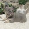 Lilac & Tan Fluffy French Bulldog!